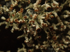 Stereocaulon caespitosum
