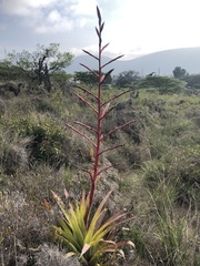 Tillandsia secunda