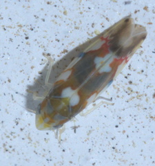 Erythroneura elegans