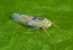 Erythroneura octonotata