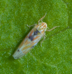 Erythroneura octonotata