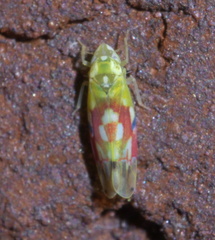 Erythroneura reflecta