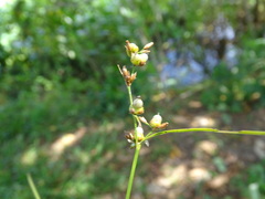 Scleria microcarpa, photograph (c) Alexis López Hernández, some rights reserved (CC BY)