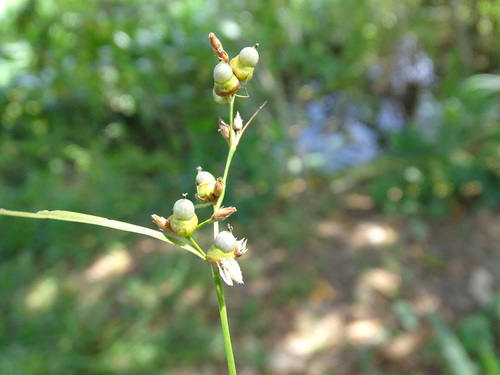 Scleria microcarpa, photograph 4