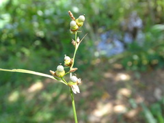 Scleria microcarpa, photograph (c) Alexis López Hernández, some rights reserved (CC BY)