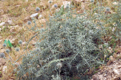 Kazerun globe thistle (Echinops kazerunensis)