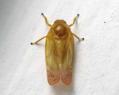 Eoscarta liternoides