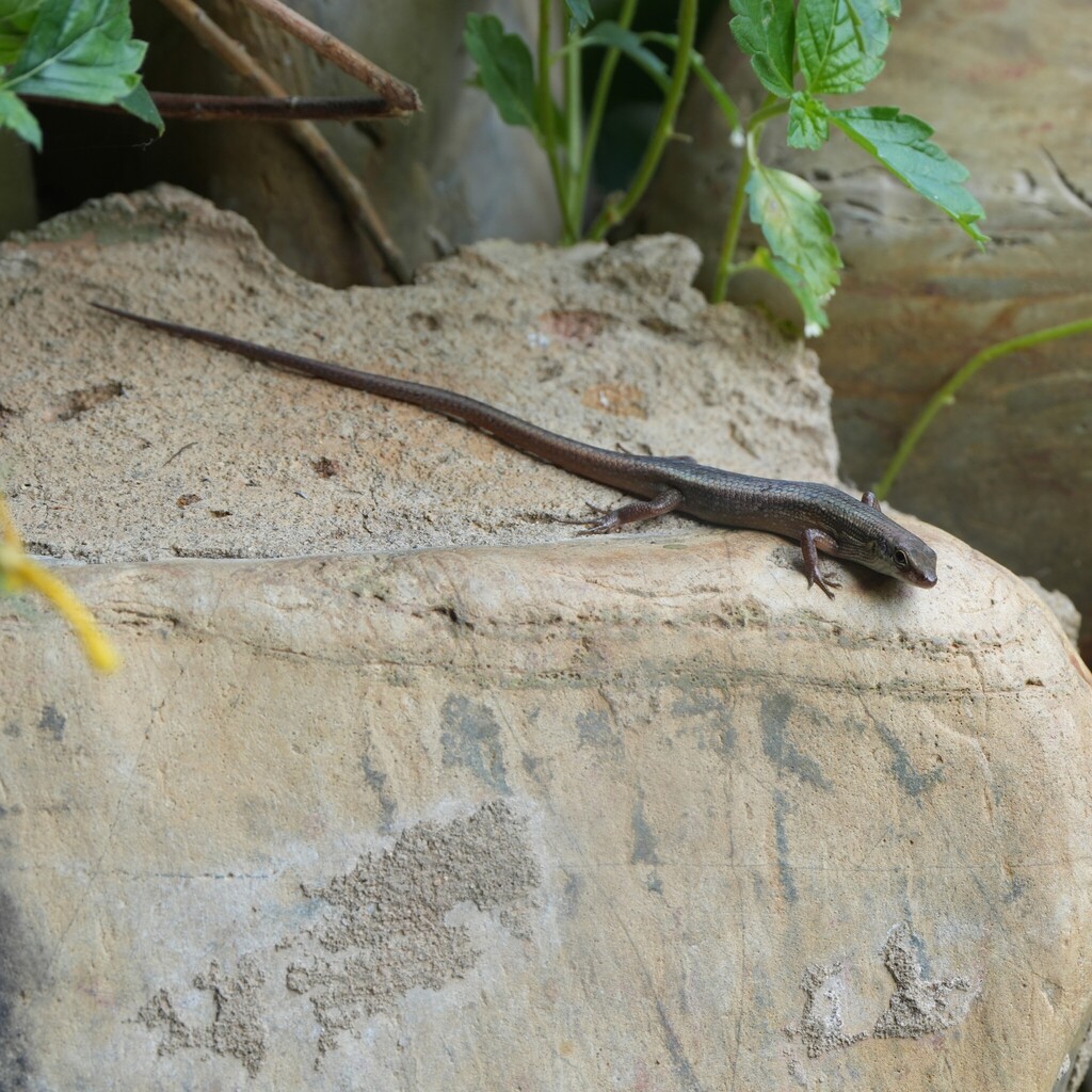 Aramia Rainbow Skink