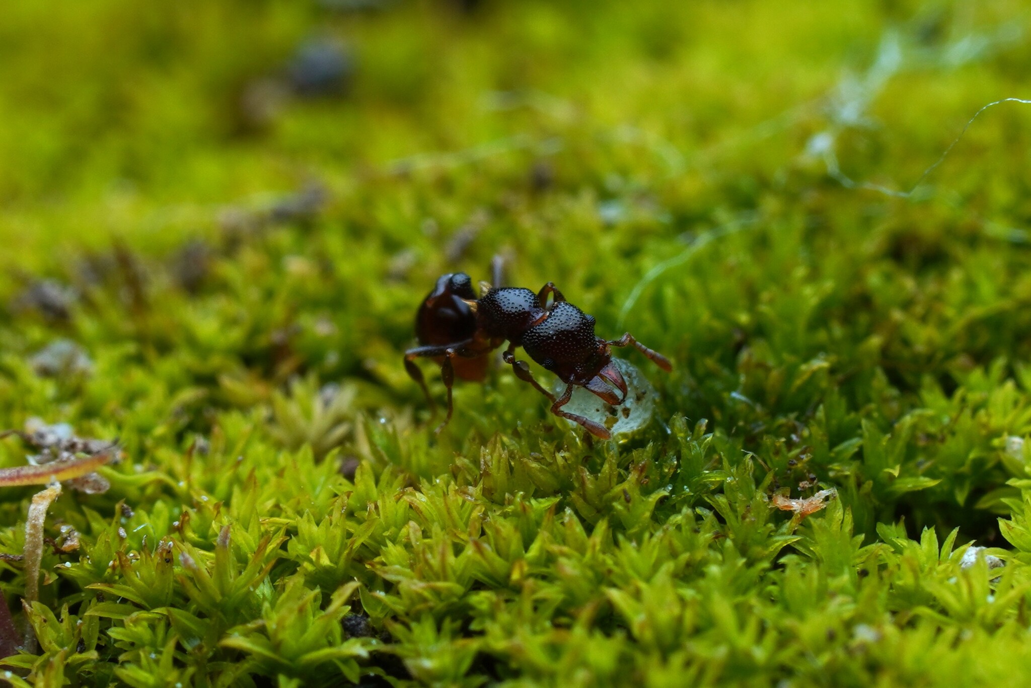 Mesostruma browni