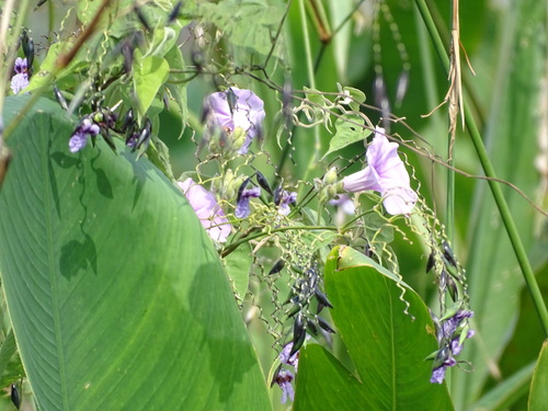 Ipomoea rubens, photograph 6