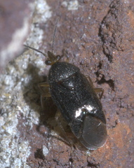 Eurychilopterella brunneata