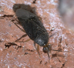 Eurychilopterella brunneata