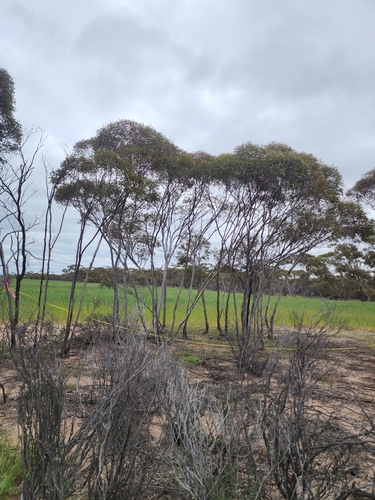Glazed Mallee (Eucalyptus tenera)