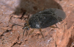 Eurychilopterella brunneata