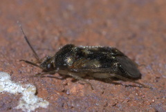 Eurychilopterella luridula