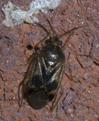 Eurychilopterella luridula