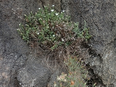 Vittadinia australis