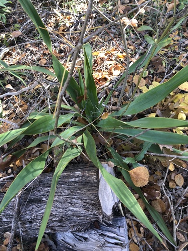 Yucca rupicola
