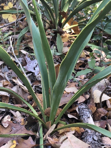Yucca rupicola