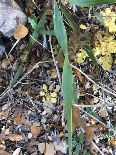 Yucca rupicola