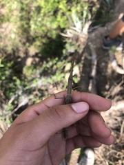 Microcoema acuminata