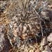Gymnocalycium striglianum - Photo (c) Quentin Vandemoortele, algunos derechos reservados (CC BY-NC), subido por Quentin Vandemoortele