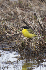 Motacilla flava feldegg