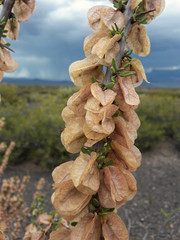 Bougainvillea spinosa