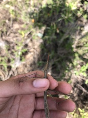 Microcoema acuminata