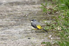 Motacilla cinerea patriciae