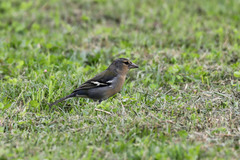 Fringilla coelebs moreletti