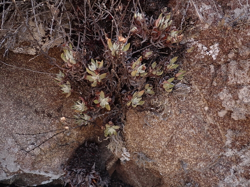 Dudleya campanulata