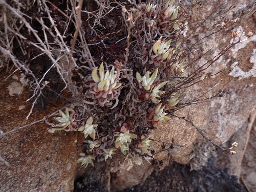Dudleya campanulata