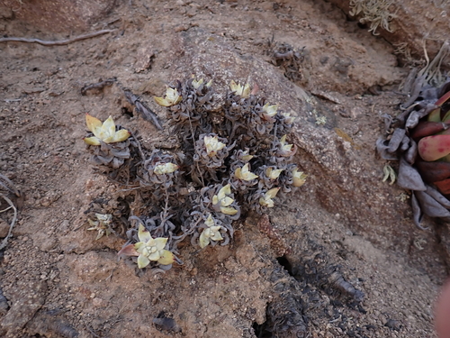 Dudleya campanulata