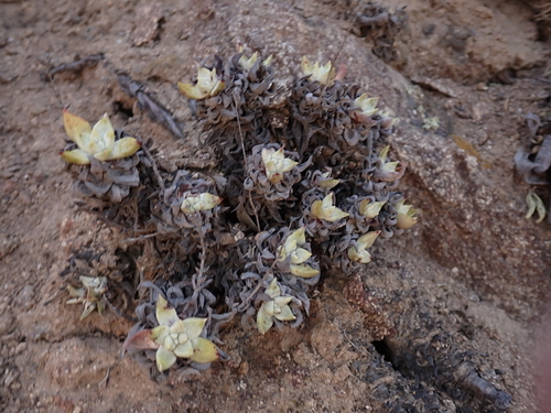 Dudleya campanulata