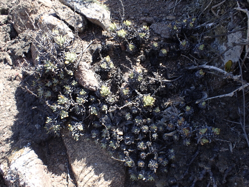 Dudleya anomala
