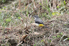 Motacilla cinerea patriciae