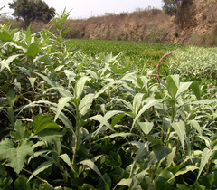 Persicaria lanigera