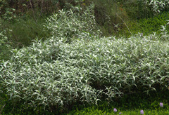 Persicaria lanigera