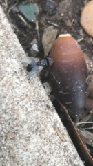 Musca domestica vicina