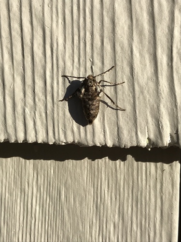 Winter Moth photo 5