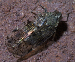 Melanoliarus placitus