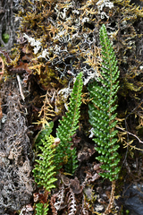 Polystichum orbiculatum