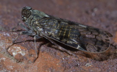Melanoliarus placitus