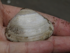Tivela dentaria