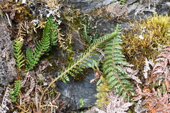 Polystichum orbiculatum