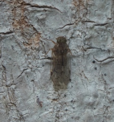 Melanoliarus slossonae