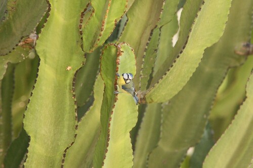 Avistamiento Cyanistes caeruleus