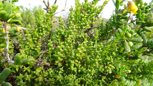Spiny Rootthug (Thesium spinosum)