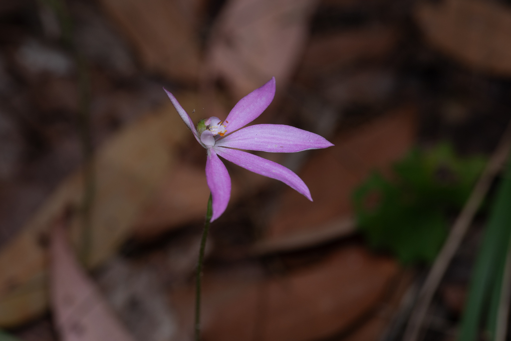 Caladenia gracillima